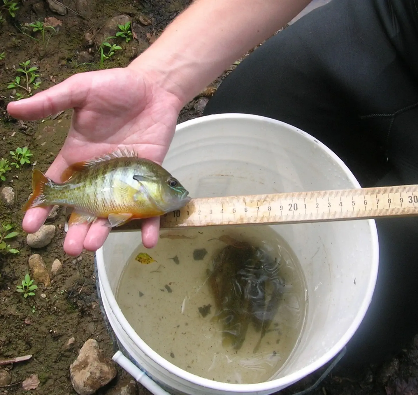 A sunfish being held up to a ruler.
