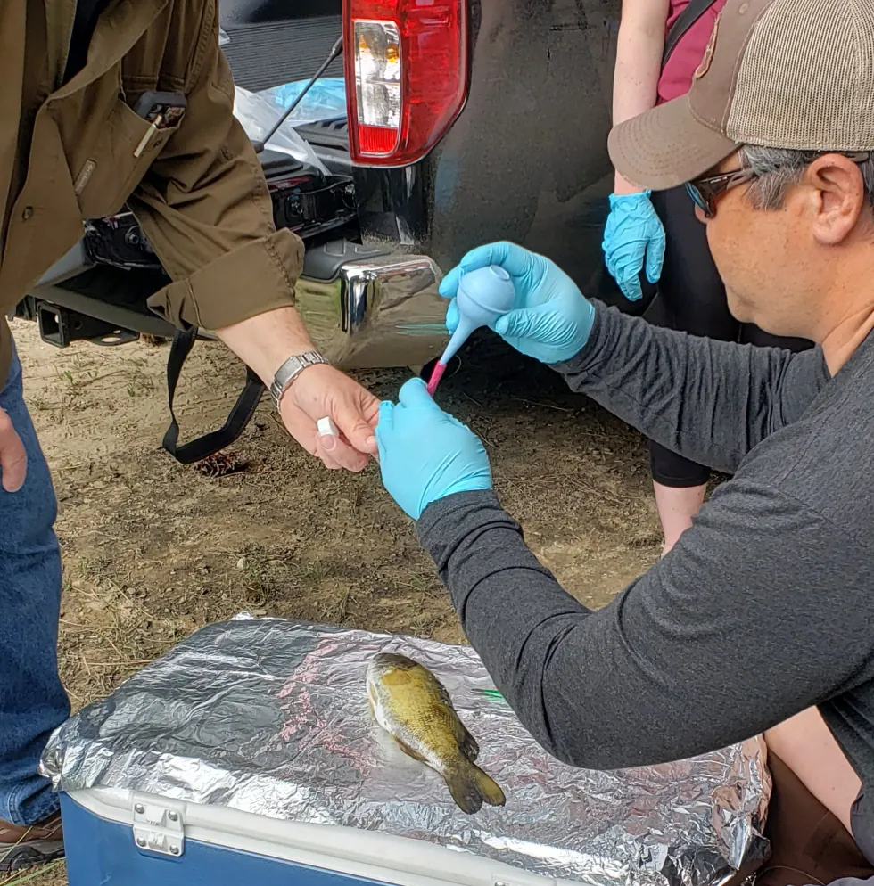 Person using a bulb syringe to transfer tissue.