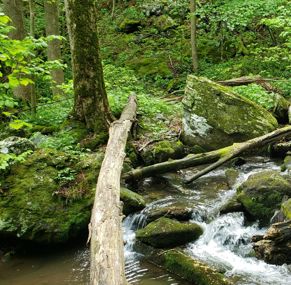 Stream surrounded by lush greenery.