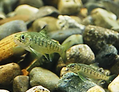 Juvenile salmon.